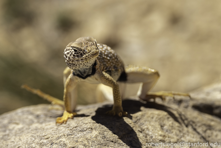 Desert Biogeography of Joshua Tree National Park